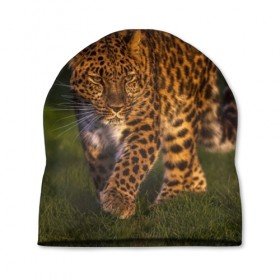 Шапка 3D с принтом Дальневосточный леопард в Курске, 100% полиэстер | универсальный размер, печать по всей поверхности изделия | дикая кошка | леопард | природа | хищник