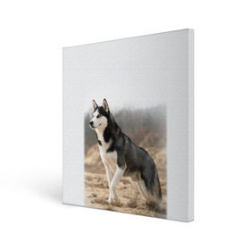Холст квадратный с принтом Хаски в Курске, 100% ПВХ |  | Тематика изображения на принте: dog | husky | siberia | север | сибирь | собака | хаски