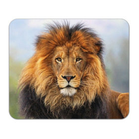 Коврик прямоугольный с принтом Красавец лев в Курске, натуральный каучук | размер 230 х 185 мм; запечатка лицевой стороны | Тематика изображения на принте: lion | грива | дикая кошка | добыча | животное | зверь | клыки | когти | король джунглей | лев | мясо | хищник | царь зверей