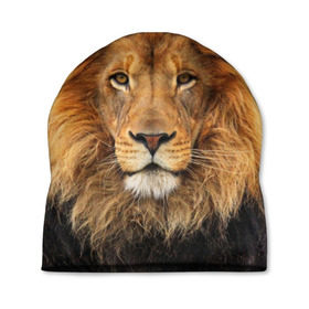 Шапка 3D с принтом Красавец лев в Курске, 100% полиэстер | универсальный размер, печать по всей поверхности изделия | lion | грива | дикая кошка | добыча | животное | зверь | клыки | когти | король джунглей | лев | мясо | хищник | царь зверей