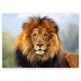 Поздравительная открытка с принтом Красавец лев в Курске, 100% бумага | плотность бумаги 280 г/м2, матовая, на обратной стороне линовка и место для марки
 | lion | грива | дикая кошка | добыча | животное | зверь | клыки | когти | король джунглей | лев | мясо | хищник | царь зверей
