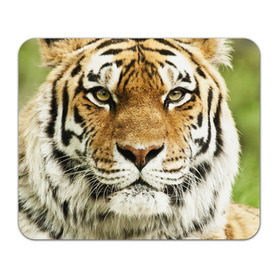 Коврик прямоугольный с принтом Амурский тигр в Курске, натуральный каучук | размер 230 х 185 мм; запечатка лицевой стороны | Тематика изображения на принте: амурский | дикая кошка | добыча | животное | зверь | клыки | когти | мясо | тигр | уссурийский | хищник