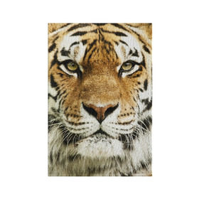 Обложка для паспорта матовая кожа с принтом Амурский тигр в Курске, натуральная матовая кожа | размер 19,3 х 13,7 см; прозрачные пластиковые крепления | Тематика изображения на принте: амурский | дикая кошка | добыча | животное | зверь | клыки | когти | мясо | тигр | уссурийский | хищник