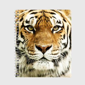 Тетрадь с принтом Амурский тигр в Курске, 100% бумага | 48 листов, плотность листов — 60 г/м2, плотность картонной обложки — 250 г/м2. Листы скреплены сбоку удобной пружинной спиралью. Уголки страниц и обложки скругленные. Цвет линий — светло-серый
 | Тематика изображения на принте: амурский | дикая кошка | добыча | животное | зверь | клыки | когти | мясо | тигр | уссурийский | хищник