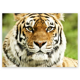 Поздравительная открытка с принтом Амурский тигр в Курске, 100% бумага | плотность бумаги 280 г/м2, матовая, на обратной стороне линовка и место для марки
 | Тематика изображения на принте: амурский | дикая кошка | добыча | животное | зверь | клыки | когти | мясо | тигр | уссурийский | хищник