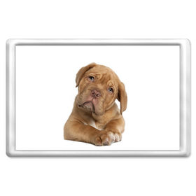 Магнит 45*70 с принтом Грустный щенок в Курске, Пластик | Размер: 78*52 мм; Размер печати: 70*45 | животное | лучший друг | милаха | няша | собака | собачка | щенок | щеночек