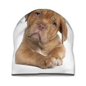 Шапка 3D с принтом Грустный щенок в Курске, 100% полиэстер | универсальный размер, печать по всей поверхности изделия | животное | лучший друг | милаха | няша | собака | собачка | щенок | щеночек