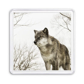 Магнит 55*55 с принтом Волк во весь рост в Курске, Пластик | Размер: 65*65 мм; Размер печати: 55*55 мм | волк | хищник