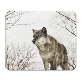 Коврик прямоугольный с принтом Волк во весь рост в Курске, натуральный каучук | размер 230 х 185 мм; запечатка лицевой стороны | волк | хищник