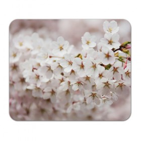 Коврик прямоугольный с принтом Весеннее цветение в Курске, натуральный каучук | размер 230 х 185 мм; запечатка лицевой стороны | Тематика изображения на принте: белый | весна | лепестки | прикольные картинки | цветочки | цветы