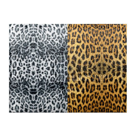 Обложка для студенческого билета с принтом Леопард/Снежный Барс в Курске, натуральная кожа | Размер: 11*8 см; Печать на всей внешней стороне | textures | барс | животное | леопард | пятна | снежный | текстура | чёрное с белым