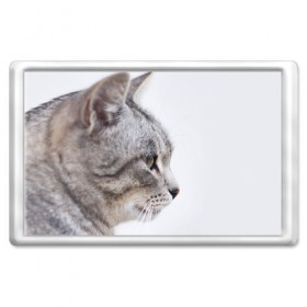 Магнит 45*70 с принтом Серый кот в Курске, Пластик | Размер: 78*52 мм; Размер печати: 70*45 | взгляд | глаза | голова животного | киска | кот | котёнок | кошка | прикольные картинки