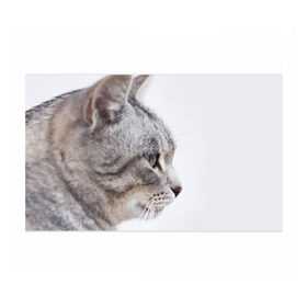 Бумага для упаковки 3D с принтом Серый кот в Курске, пластик и полированная сталь | круглая форма, металлическое крепление в виде кольца | Тематика изображения на принте: взгляд | глаза | голова животного | киска | кот | котёнок | кошка | прикольные картинки