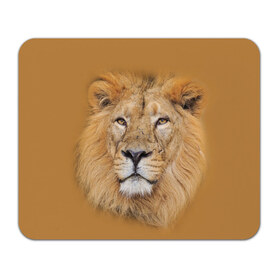 Коврик прямоугольный с принтом Лев в Курске, натуральный каучук | размер 230 х 185 мм; запечатка лицевой стороны | взгляд | животные | лев | природа | хищники