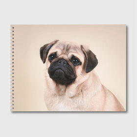 Альбом для рисования с принтом Мопс в Курске, 100% бумага
 | матовая бумага, плотность 200 мг. | мопс | мопсы | песик | песики | собака | собаки