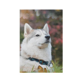 Обложка для паспорта матовая кожа с принтом Хаски в Курске, натуральная матовая кожа | размер 19,3 х 13,7 см; прозрачные пластиковые крепления | лайка | маламут | песик | песики | собака | собаки | хаски