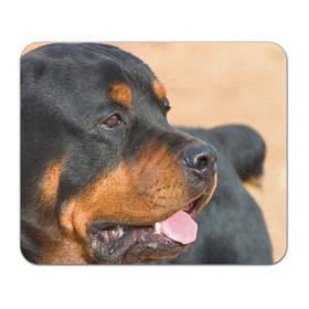 Коврик прямоугольный с принтом Ротвейлер в Курске, натуральный каучук | размер 230 х 185 мм; запечатка лицевой стороны | большая | пес | песик | псина | ротвейлер | ротвейлеры | собака | собаки