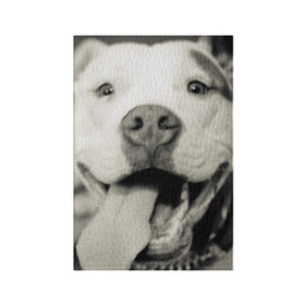 Обложка для паспорта матовая кожа с принтом Пит-буль в Курске, натуральная матовая кожа | размер 19,3 х 13,7 см; прозрачные пластиковые крепления | Тематика изображения на принте: амстафф | буль | пес | песик | питбули | питбуль | собака | собаки | стафф | терьер