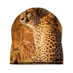 Шапка 3D с принтом Дикая кошка в Курске, 100% полиэстер | универсальный размер, печать по всей поверхности изделия | взгляд | гепард | дикая кошка | кошка | охота | сафари | хищник