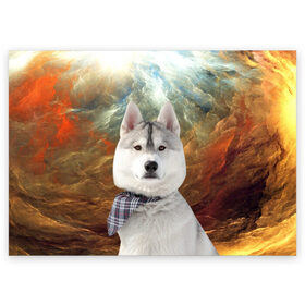Поздравительная открытка с принтом Хаски в Курске, 100% бумага | плотность бумаги 280 г/м2, матовая, на обратной стороне линовка и место для марки
 | маламут | песик | собака | собаки | собачка | хаски