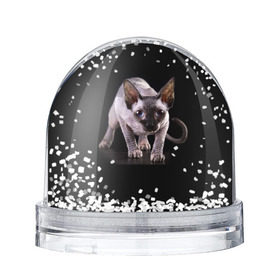 Снежный шар с принтом Сфинкс в Курске, Пластик | Изображение внутри шара печатается на глянцевой фотобумаге с двух сторон | Тематика изображения на принте: взгляд | глаза | голова животного | киска | кот | котёнок | кошка | прикольные картинки