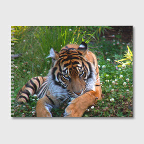 Альбом для рисования с принтом Скромный тигр в Курске, 100% бумага
 | матовая бумага, плотность 200 мг. | Тематика изображения на принте: дикие | лев | милые | новинки | орел | популярные | прикольные | природа | птицы | тигр | яркие