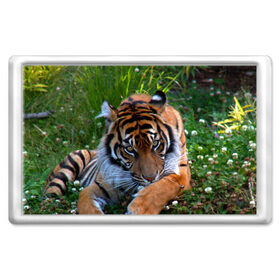 Магнит 45*70 с принтом Скромный тигр в Курске, Пластик | Размер: 78*52 мм; Размер печати: 70*45 | дикие | лев | милые | новинки | орел | популярные | прикольные | природа | птицы | тигр | яркие