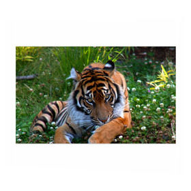 Бумага для упаковки 3D с принтом Скромный тигр в Курске, пластик и полированная сталь | круглая форма, металлическое крепление в виде кольца | Тематика изображения на принте: дикие | лев | милые | новинки | орел | популярные | прикольные | природа | птицы | тигр | яркие