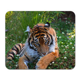 Коврик прямоугольный с принтом Скромный тигр в Курске, натуральный каучук | размер 230 х 185 мм; запечатка лицевой стороны | Тематика изображения на принте: дикие | лев | милые | новинки | орел | популярные | прикольные | природа | птицы | тигр | яркие