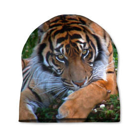 Шапка 3D с принтом Скромный тигр в Курске, 100% полиэстер | универсальный размер, печать по всей поверхности изделия | дикие | лев | милые | новинки | орел | популярные | прикольные | природа | птицы | тигр | яркие