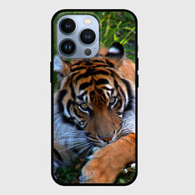 Чехол для iPhone 13 Pro с принтом Скромный тигр в Курске,  |  | дикие | лев | милые | новинки | орел | популярные | прикольные | природа | птицы | тигр | яркие