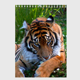 Скетчбук с принтом Скромный тигр в Курске, 100% бумага
 | 48 листов, плотность листов — 100 г/м2, плотность картонной обложки — 250 г/м2. Листы скреплены сверху удобной пружинной спиралью | Тематика изображения на принте: дикие | лев | милые | новинки | орел | популярные | прикольные | природа | птицы | тигр | яркие