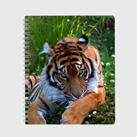 Тетрадь с принтом Скромный тигр в Курске, 100% бумага | 48 листов, плотность листов — 60 г/м2, плотность картонной обложки — 250 г/м2. Листы скреплены сбоку удобной пружинной спиралью. Уголки страниц и обложки скругленные. Цвет линий — светло-серый
 | Тематика изображения на принте: дикие | лев | милые | новинки | орел | популярные | прикольные | природа | птицы | тигр | яркие