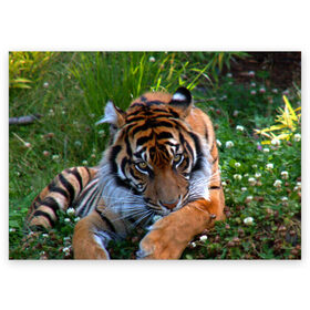 Поздравительная открытка с принтом Скромный тигр в Курске, 100% бумага | плотность бумаги 280 г/м2, матовая, на обратной стороне линовка и место для марки
 | Тематика изображения на принте: дикие | лев | милые | новинки | орел | популярные | прикольные | природа | птицы | тигр | яркие