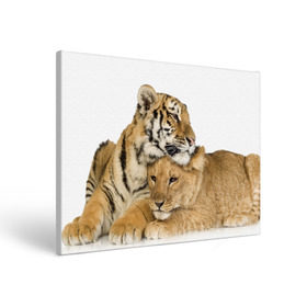 Холст прямоугольный с принтом Тигр и львица в Курске, 100% ПВХ |  | дикие | милые | природа | тигр | яркие