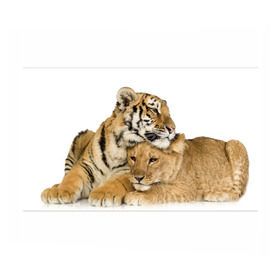 Бумага для упаковки 3D с принтом Тигр и львица в Курске, пластик и полированная сталь | круглая форма, металлическое крепление в виде кольца | Тематика изображения на принте: дикие | милые | природа | тигр | яркие