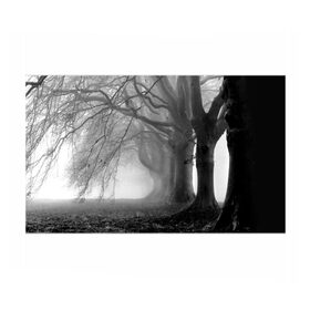 Бумага для упаковки 3D с принтом Туман в лесу в Курске, пластик и полированная сталь | круглая форма, металлическое крепление в виде кольца | black   white | fog | forest | morning | photo | silhouette | trees | деревья | лес | силуэт | туман | утро | фото | черно   белое