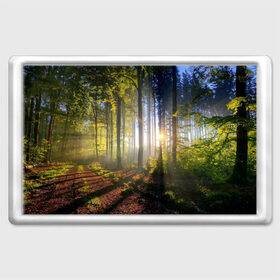 Магнит 45*70 с принтом Утро в лесу в Курске, Пластик | Размер: 78*52 мм; Размер печати: 70*45 | bright | fog | forest | morning | sun | tree | trees | дерево | деревья | лес | солнце | туман | утро | яркое