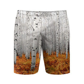 Мужские шорты 3D спортивные с принтом Березовая роща в Курске,  |  | Тематика изображения на принте: birch | birch grove | ferns | forest | trees | березовая | березы | деревья | лес | папоротник | роща