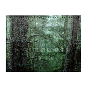 Обложка для студенческого билета с принтом Дремучий лес в Курске, натуральная кожа | Размер: 11*8 см; Печать на всей внешней стороне | Тематика изображения на принте: camouflage | dense | fog | forest | spruce | tree | дремучий | ёлка | ельник | камуфляж | лес | маскировка | туман
