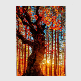 Постер с принтом Осень в Курске, 100% бумага
 | бумага, плотность 150 мг. Матовая, но за счет высокого коэффициента гладкости имеет небольшой блеск и дает на свету блики, но в отличии от глянцевой бумаги не покрыта лаком | autumn | bright | colors | forest | trees | деревья | краски | лес | лучи | осень | солнце | цвета | яркие