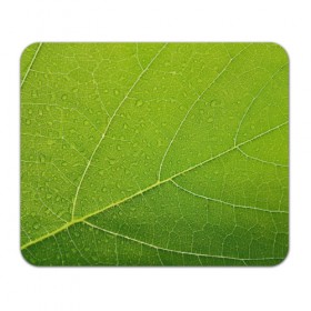 Коврик прямоугольный с принтом Листик 2 в Курске, натуральный каучук | размер 230 х 185 мм; запечатка лицевой стороны | Тематика изображения на принте: зеленый | зелень | лист | природа | растения