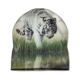 Шапка 3D с принтом Белый тигр в Курске, 100% полиэстер | универсальный размер, печать по всей поверхности изделия | дикая кошка | природа | тигр | хищник