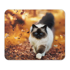 Коврик прямоугольный с принтом Котик в листьях в Курске, натуральный каучук | размер 230 х 185 мм; запечатка лицевой стороны | грация | кот | котик | кошка | листья | осень