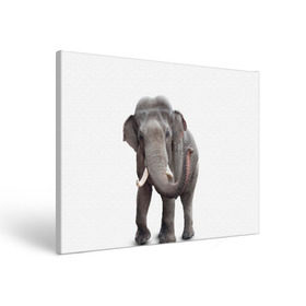 Холст прямоугольный с принтом Слон VPPDGryphon в Курске, 100% ПВХ |  | luxury | premium | vip | vppdgryphon | премиум | слон | эксклюзив