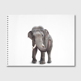 Альбом для рисования с принтом Слон VPPDGryphon в Курске, 100% бумага
 | матовая бумага, плотность 200 мг. | luxury | premium | vip | vppdgryphon | премиум | слон | эксклюзив