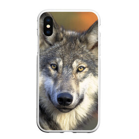 Чехол для iPhone XS Max матовый с принтом Волк в Курске, Силикон | Область печати: задняя сторона чехла, без боковых панелей | волк | волки | волчата | волчонок | хищник