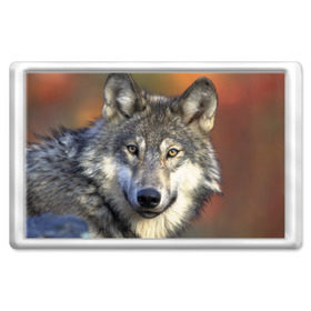 Магнит 45*70 с принтом Волк в Курске, Пластик | Размер: 78*52 мм; Размер печати: 70*45 | волк | волки | волчата | волчонок | хищник