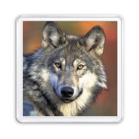 Магнит 55*55 с принтом Волк в Курске, Пластик | Размер: 65*65 мм; Размер печати: 55*55 мм | волк | волки | волчата | волчонок | хищник