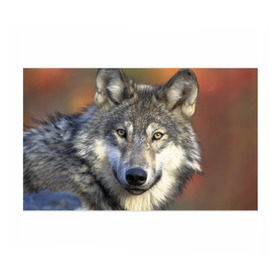 Бумага для упаковки 3D с принтом Волк в Курске, пластик и полированная сталь | круглая форма, металлическое крепление в виде кольца | волк | волки | волчата | волчонок | хищник